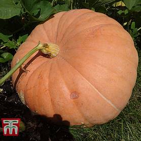Pumpkin 'Big Max' - Seeds