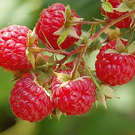 Raspberry 'Glen Moy' (Summer fruiting)