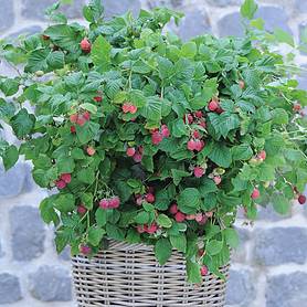 Raspberry 'Ruby Beauty'® (Summer Fruiting)