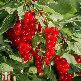 Redcurrant 'Laxton's Number One'