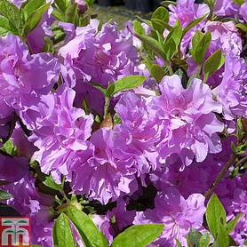 Rhododendron 'Elsie Lee' (Azalea Group)