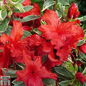 Rhododendron 'Girard's Variegated Hot Shot' (Azalea Group)