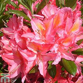 Rhododendron 'Jolie Madame' (Azalea Group)