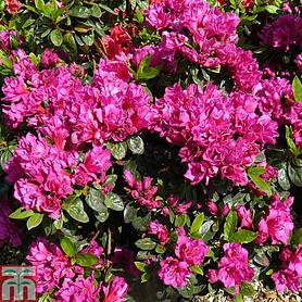 Rhododendron 'Magic Flute' (Hyde) (Azalea Group)