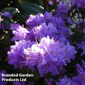 Rhododendron 'Dwarf Blue'
