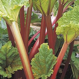 Rhubarb 'Timperley Early' (Spring/Autumn Planting)
