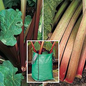 Rhubarb Patio Kit B (Autumn Planting)