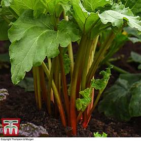 Rhubarb 'Giant Grooveless Crimson' (Spring/Autumn Planting)