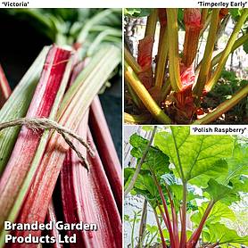 Rhubarb Taster's Collection