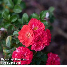Rose 'Beethoven' (Hybrid Tea Rose)