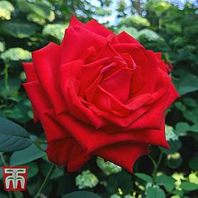 Rose 'Breeder's Choice Red' (Hybrid Tea Rose)