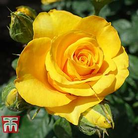 Rose 'Breeder's Choice Gold' (Hybrid Tea Rose)