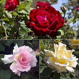Rose 'Breeder's Choice Collection' (Hybrid Tea Rose)