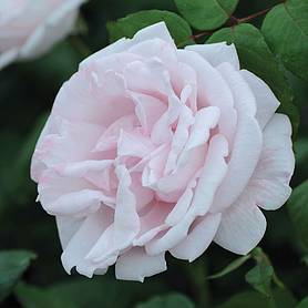 Rose 'Racquel' (Hybrid Tea Rose)
