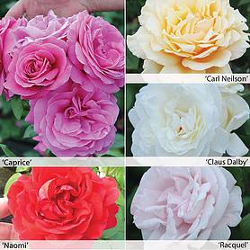 Rose 'Giant Collection' (Hybrid Tea Rose)