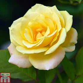 Rose 'Laura Ford' (Climbing Rose)
