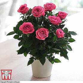 Rose 'Classic Victory' (Miniature) (House Plant)