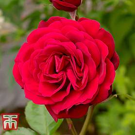 Rose 'Scented Double Red'