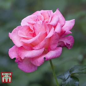 Rose 'Breeder's Choice Pink' (Hybrid Tea Rose)