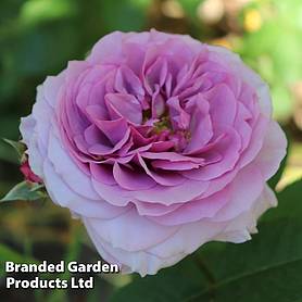 Rose 'Lilac Bouquet' (Climbing Rose)