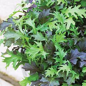Salad Leaves 'Frilly Mixed' - Seeds