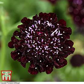 Scabious 'Ace of Spades' - Seeds