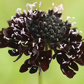 Scabious 'Ace of Spades'