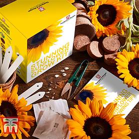 Stunning Sunflowers Growing Kit - Gift