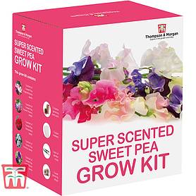Super Scented Sweet Pea Growing Kit - Gift
