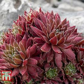 Sempervivum 'Red' (Houseplant)