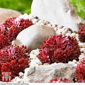Sempervivum arachnoideum 'Coral Red'