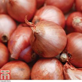 Shallot 'Red Gourmet' (Spring Planting)
