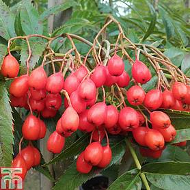 Sorbus ulleungensis 'Olympic Flame'