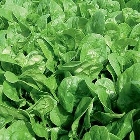 Spinach 'Apollo' - Seeds