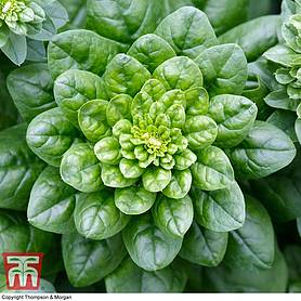 Spinach 'Picasso' F1 Hybrid- Kew Collection Seeds