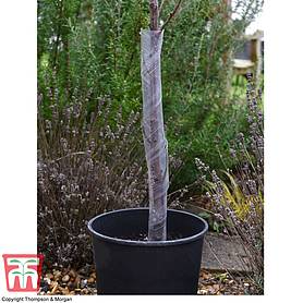 60cm x 50mm Protectors Rabbit 20 x 2ft Spiral Tree Guards Brown 3ft Canes 