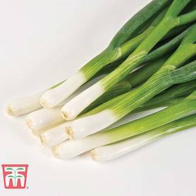 Spring Onion 'Totem' - Seeds