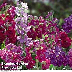 Stock 'Most Scented Mix'