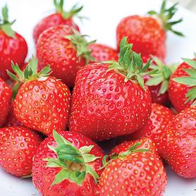 Strawberry 'Irresistible' (EM1294) (Mid Season)