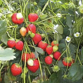 Strawberry 'Anais' (Everbearer/ All Season)
