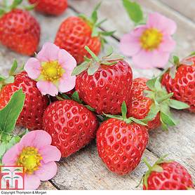Allotments Garden Jumbo Plug Plants Thompson & Morgan Hardy Perennial Strawberry ‘Malling Centenary’ 5 Jumbo Plugs High Yielding Ideal for Kitchen Gardens Patio and Containers 