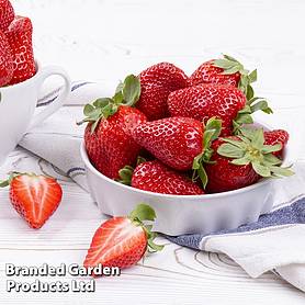 Strawberry 'Marshmello' (Mid Season)