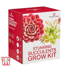 Stunning Succulents Growing Kit