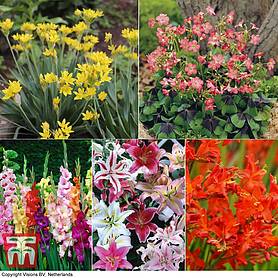 Summer Flowering Bulbs Collection