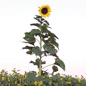 Sunflower 'Tall Timbers'