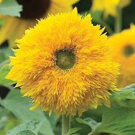 Sunflower 'Sunshot Golds Mixed' F1 Hybrid