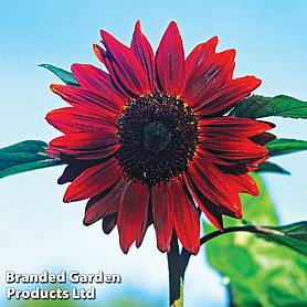 Sunflower 'Velvet Queen' - Easy Grow Range