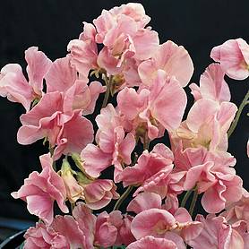 Sweet Pea 'Tickled Pink' - Kew Flowerhouse Seed Collection