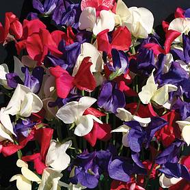 Sweet Pea 'Flying the Flag' - Seeds