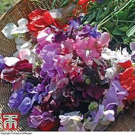 Sweet Pea 'Floral Tribute'